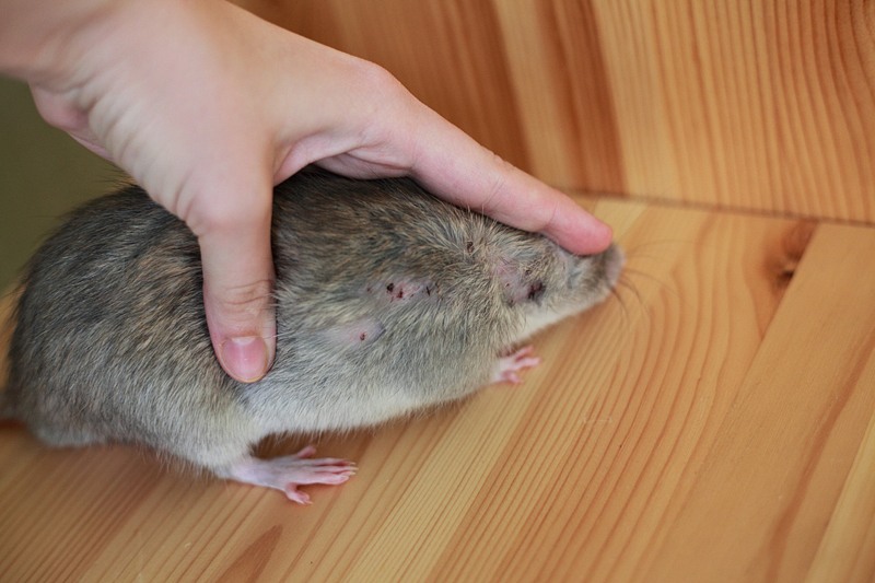 Что дать крысе от аллергии